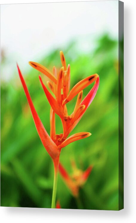 Heliconia Acrylic Print featuring the photograph Heliconia Beauty by Christine Chin-Fook