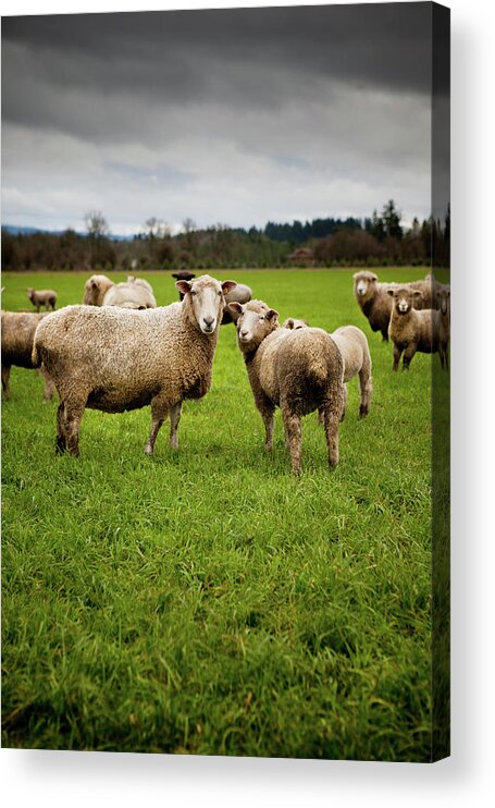 Grass Acrylic Print featuring the photograph Herd Of Curious Sheep Looking At The by Andipantz