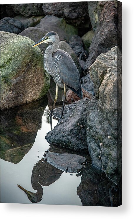 Great Blue Heron Acrylic Print featuring the photograph Heron Reflections, Vertical by Marcy Wielfaert