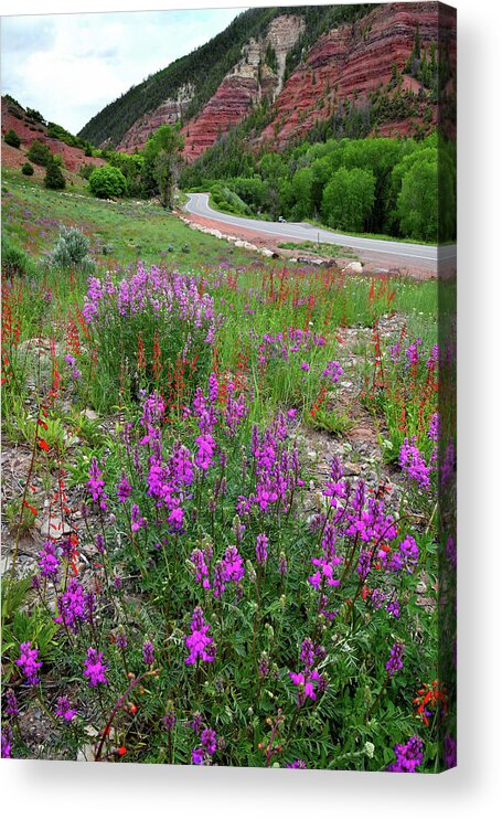 Colorado Acrylic Print featuring the photograph Highway 145 Wildflower Garden by Ray Mathis
