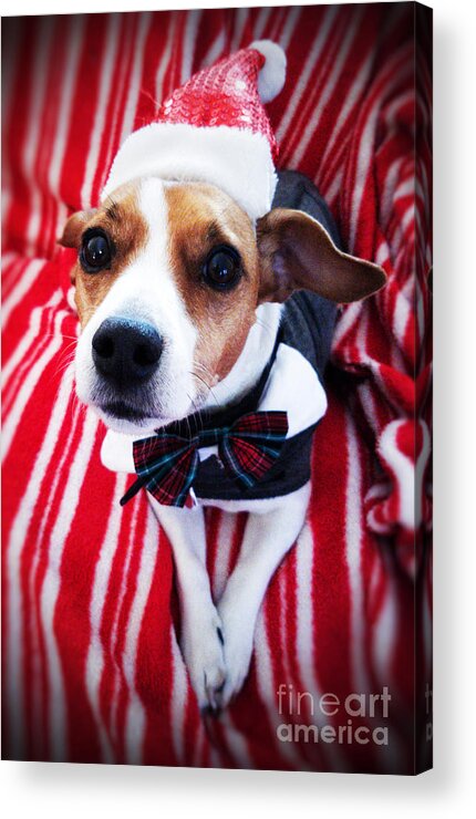 Puppy Acrylic Print featuring the photograph Holiday Jack by Mary Capriole