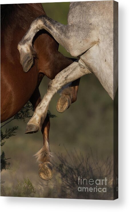 Action Acrylic Print featuring the photograph Horse Ballet by Shannon Hastings