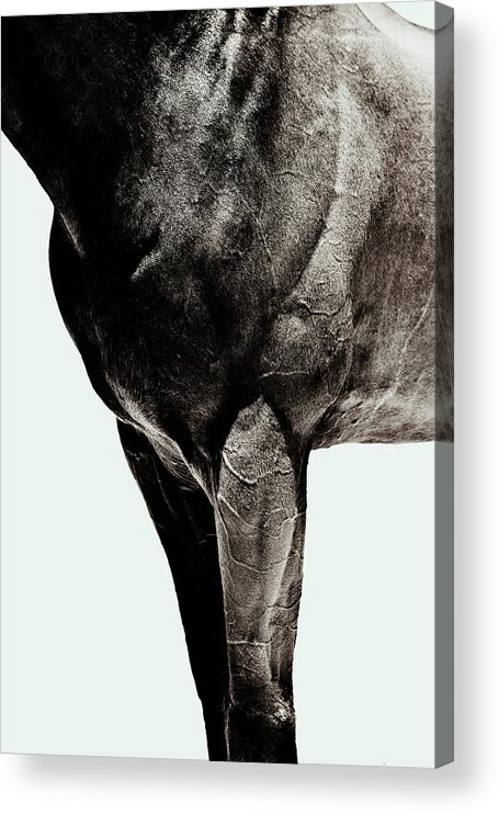 Horse Acrylic Print featuring the photograph Horse by Yusuke Murata