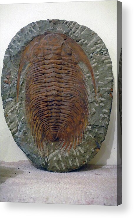 Erfouad Acrylic Print featuring the photograph Huge trilobite fossil, hundreds of millions of years old by Steve Estvanik