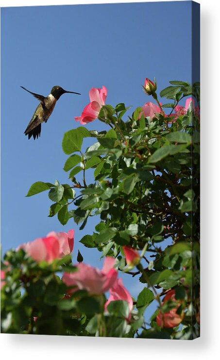 Animal Themes Acrylic Print featuring the photograph Hummingbird And Roses by Federica Grassi