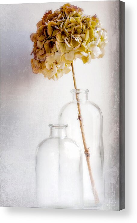 Stilllife Acrylic Print featuring the photograph Hydrangea by Blaise Montfort