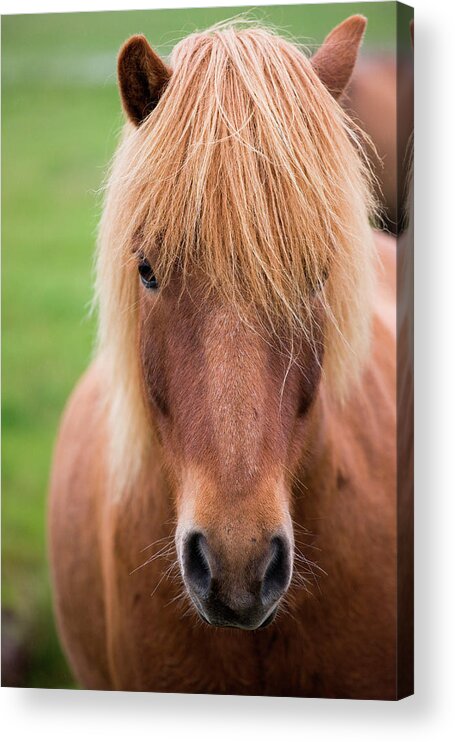 Horse Acrylic Print featuring the photograph Icelandic Horse, Iceland by Mint Images/ Art Wolfe