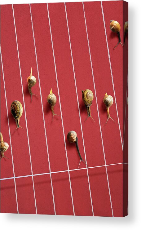 In A Row Acrylic Print featuring the photograph Image Of Snail by Yuji Sakai