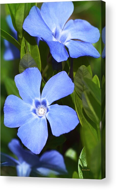 Flowers Acrylic Print featuring the photograph Periwinkle Flowers by Christina Rollo