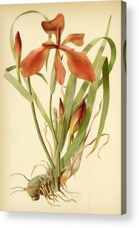Iris Acrylic Print featuring the mixed media Iris Cuprea Copper Iris. by Unknown