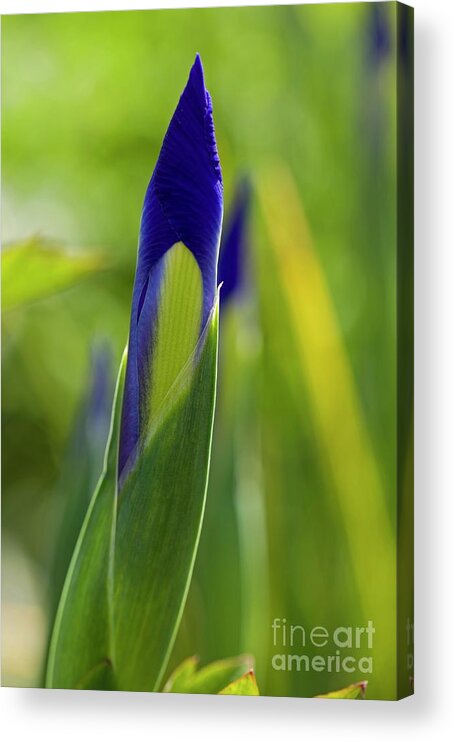 Iris Acrylic Print featuring the photograph Iris Sp. In Bud by Dr Keith Wheeler/science Photo Library