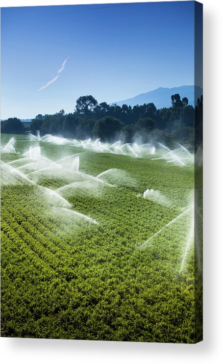 Environmental Conservation Acrylic Print featuring the photograph Irrigation Sprinkler Watering Crops On by Pgiam