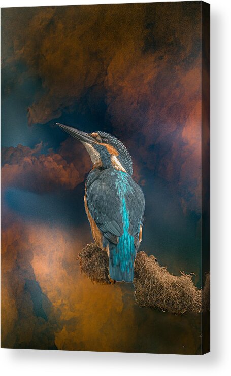 Animal Acrylic Print featuring the photograph Is This My World ??? by Gert J Ter Horst