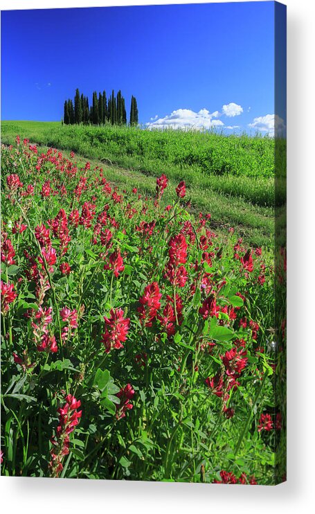 Estock Acrylic Print featuring the digital art Italy, Tuscany, Flowers In Bloom by Maurizio Rellini