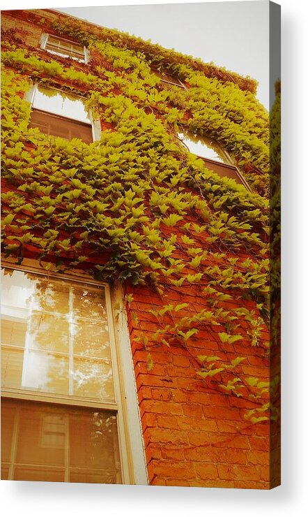 Ivy Acrylic Print featuring the photograph - Ivy - Portsmouth NH by THERESA Nye