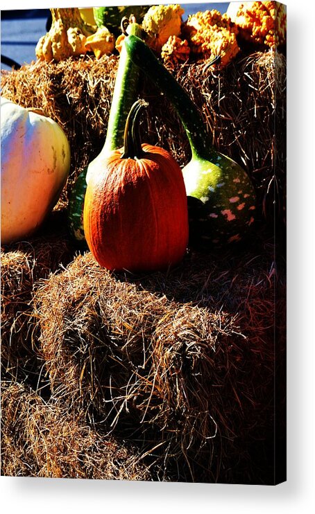 Pumpkin.pumpkins Acrylic Print featuring the photograph Jack O Lantern Potentials by Lesa Fine