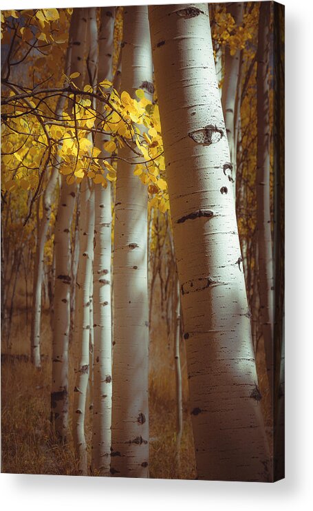 Woods Acrylic Print featuring the photograph Just a Walk in the Woods by The Forests Edge Photography - Diane Sandoval