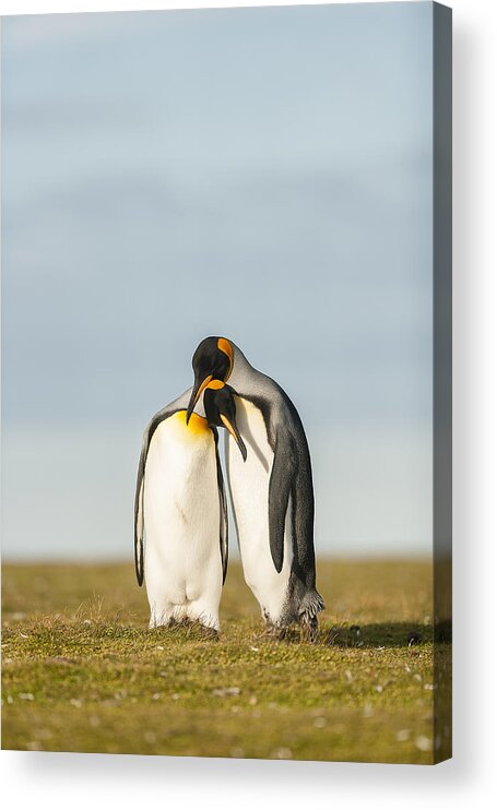 King Acrylic Print featuring the photograph King Penguins Couple by Joan Gil Raga