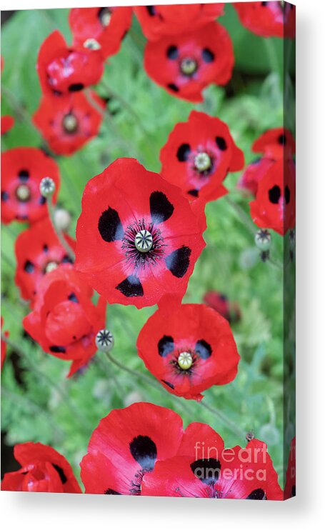 Poppy Acrylic Print featuring the photograph Ladybird Poppies by Tim Gainey