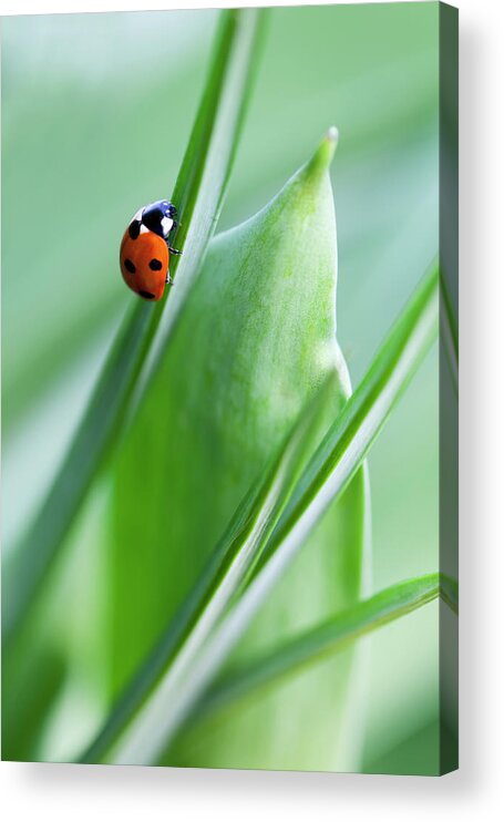 Grass Acrylic Print featuring the photograph Ladybug by Andrew Dernie