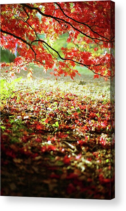 Tranquility Acrylic Print featuring the photograph Leaf by Tracy Packer Photography