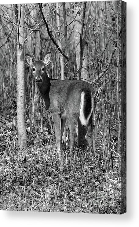  White-tailed Deer Acrylic Print featuring the photograph Learning Survival - Bw by Jennifer Robin