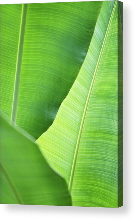 Outdoors Acrylic Print featuring the photograph Leaves Of Banana Plant by Elisabeth Schmitt