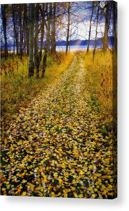 Fall Acrylic Print featuring the photograph Leaves On Trail by Tom Gresham
