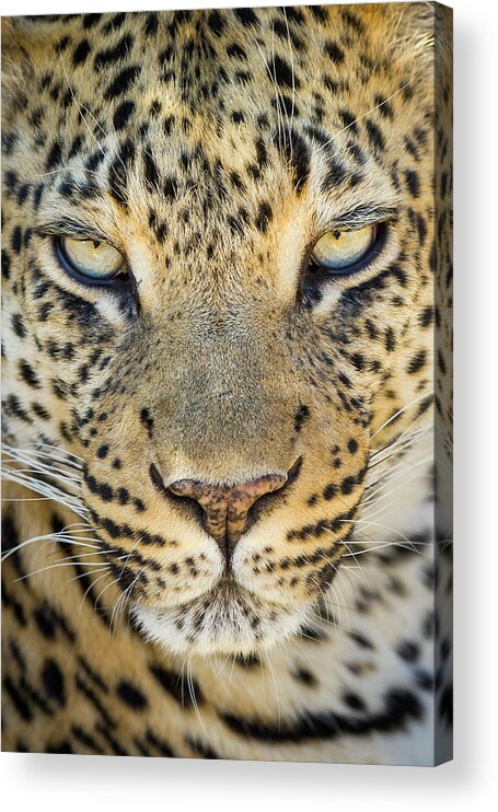 Suzi Eszterhas Acrylic Print featuring the photograph Leopard Close Up by Suzi Eszterhas