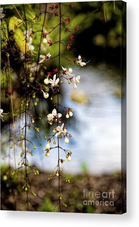 Light Bulbs Acrylic Print featuring the photograph Light Bulbs, Chains Of Glory, Clerodendrum Smithianum by Felix Lai