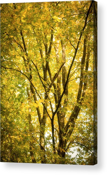 Autumn Acrylic Print featuring the photograph Light in the leaves by Philippe Sainte-Laudy