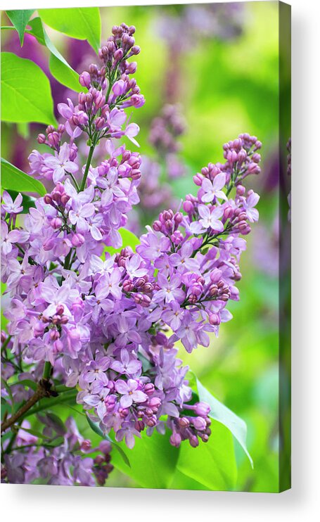 Flowers Acrylic Print featuring the photograph Lilac Flowers by Christina Rollo