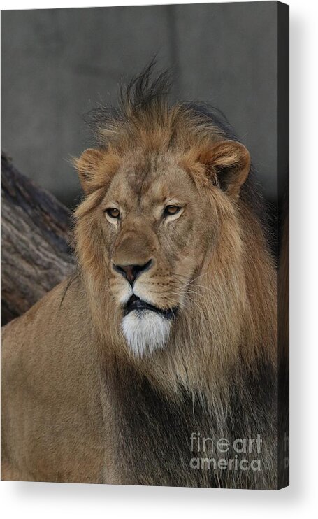 Lion Acrylic Print featuring the photograph Lion no 3 by Dwight Cook