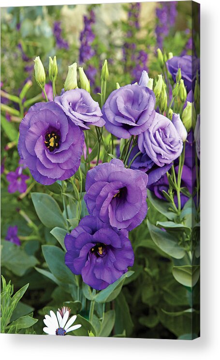 Blooms Acrylic Print featuring the photograph Lisianthus by Garden Gate magazine