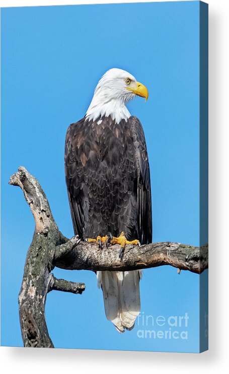 Bald Eagle Acrylic Print featuring the photograph Lofty Perch by Michael Dawson