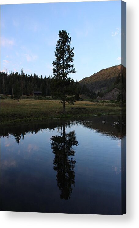 Lone Tree Acrylic Print featuring the photograph Lone Tree on Lake by FD Graham