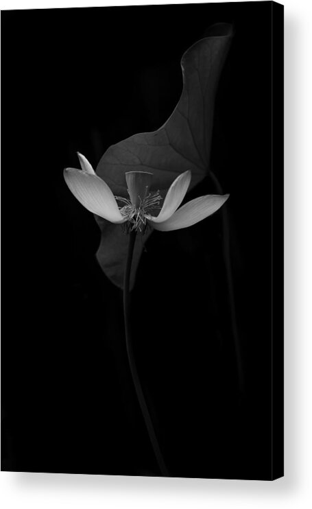 Lotus Acrylic Print featuring the photograph Lotus Flower by Catherine W.