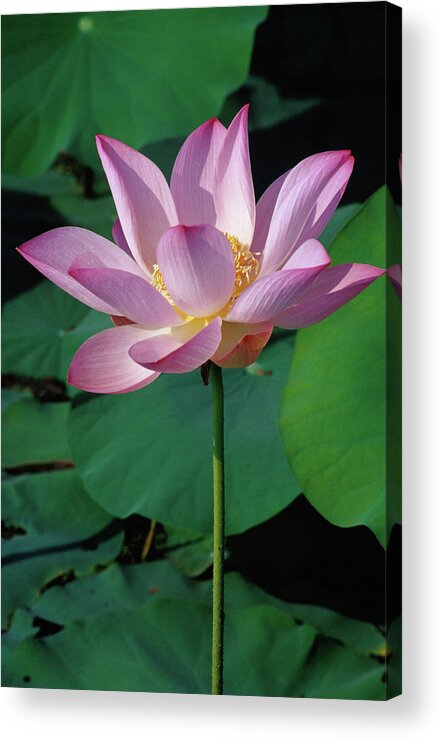 Southeast Asia Acrylic Print featuring the photograph Lotus Flowers At Lotus Farm, Phnom by Richard I'anson