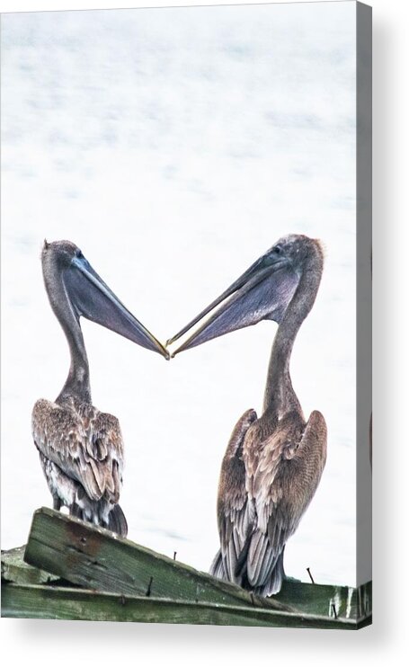 Two Brown Pelicans Acrylic Print featuring the photograph Love Birds by Mary Ann Artz