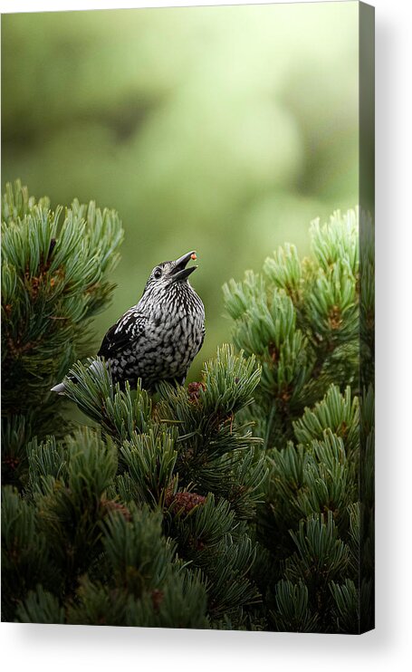  Acrylic Print featuring the photograph Lunchtime At Spotted Nutcracker by ?????