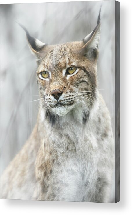 Lynx Acrylic Print featuring the photograph Lynx Portrait In The Fog by Santiago Pascual Buye