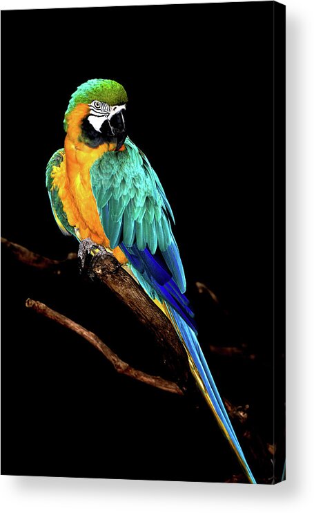 Macaw Acrylic Print featuring the photograph Macaw by David Keith Jr. (all Rights Reserved)