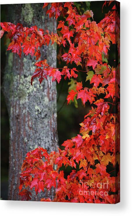 Maine Fall Colors Acrylic Print featuring the photograph Maine in the Fall by Terri Brewster