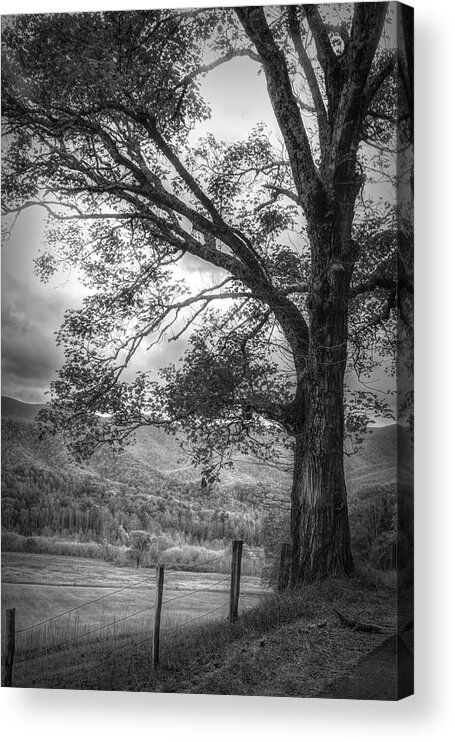 Appalachia Acrylic Print featuring the photograph Majestic in Black and White by Debra and Dave Vanderlaan