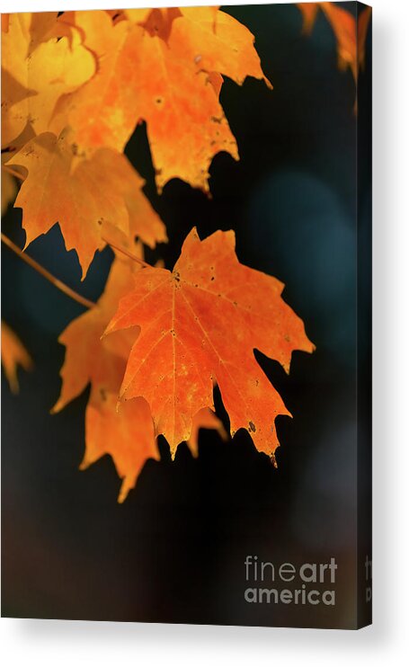 Cayce Acrylic Print featuring the photograph Maple-1 by Charles Hite