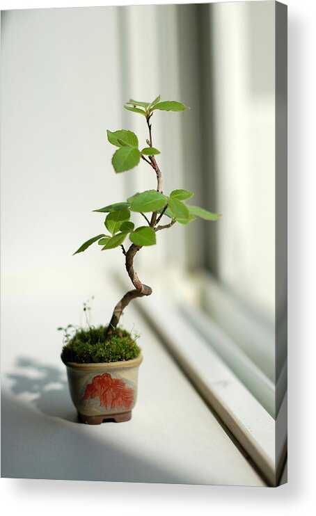 Shadow Acrylic Print featuring the photograph Miniature Bonsai Tree In Sun by Joel Rodgers