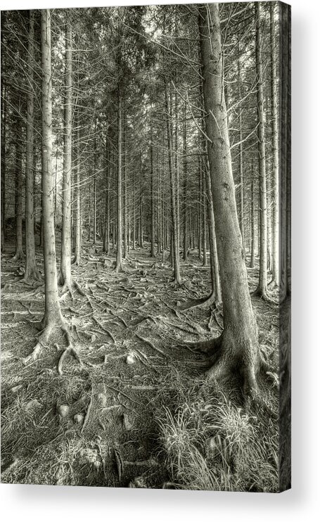 Forest Acrylic Print featuring the photograph Mnemonic by Geoffrey Ansel Agrons