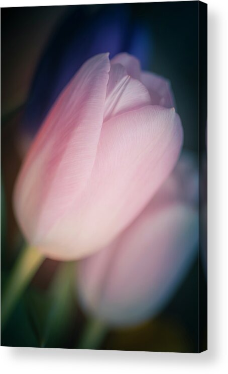 Mon Coeur Acrylic Print featuring the photograph Mon Coeur by Christi Kraft