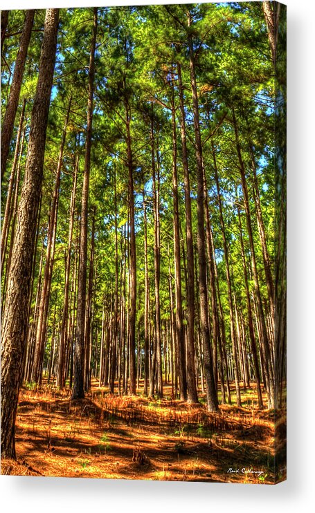 Reid Callaway Pine Tree Images Acrylic Print featuring the photograph Money Growing On Trees 7 Georgia Pine Tree Forest Art by Reid Callaway