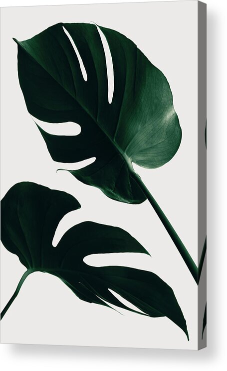 Botanical Acrylic Print featuring the photograph Monstera Natural 45 by 1x Studio Iii